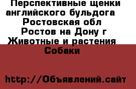 Перспективные щенки английского бульдога  - Ростовская обл., Ростов-на-Дону г. Животные и растения » Собаки   